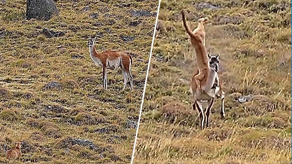 Abgeschüttelt: Guanako schleudert Puma durch die Luft