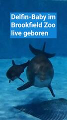 Delfinbaby live geboren – seltene Aufnahmen aus amerikanischem Zoo