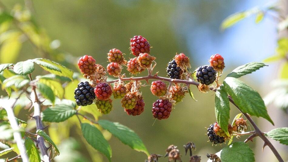 Brombeeren vermehren