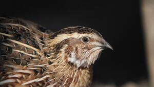 Gute Vogeleltern sterben früh