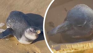 Kraftlos am Strand: Tierärztin rettet erschöpften Pinguin in Südafrika