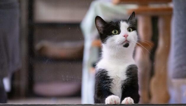 Katze
