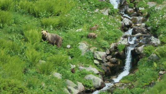 Freilebende Bären in der Slowakei