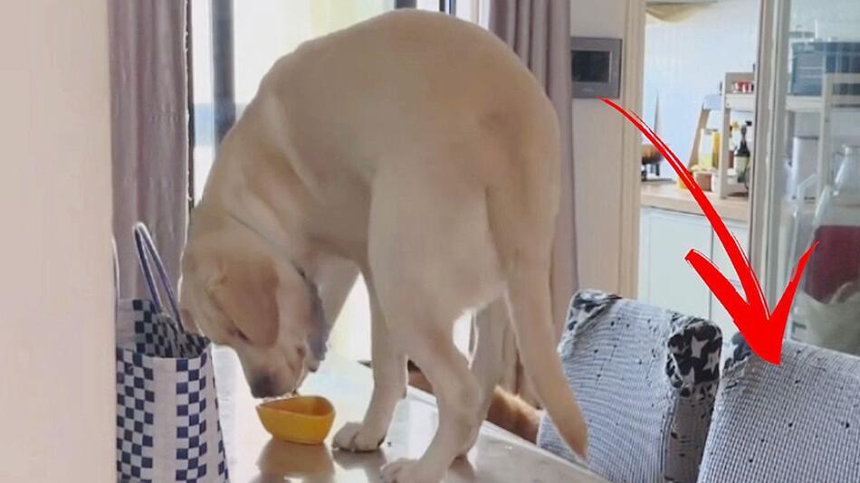 Karma schlägt zu: Frecher Hund klaut Essen vom Tisch – mit Folgen