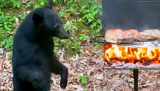 Tierischer Grillmeister: Bärenjunges unterbricht Familien-Barbecue in Tennessee