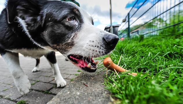 Hund will Giftköder fressen