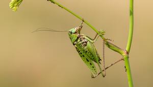 Das Insekt des Jahrs 2026: Der Warzenbeißer