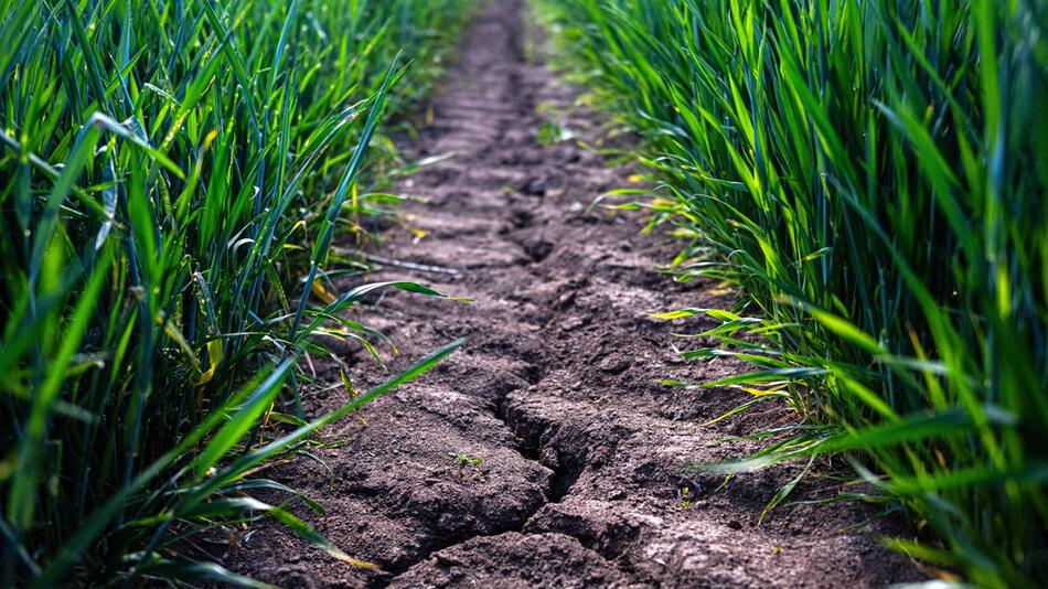 Trockenheit in der Landwirtschaft