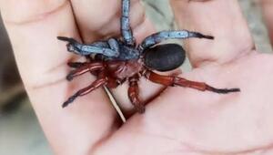 Spinne mit dem lateinischen Namen Damarchus inazuma
