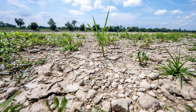 Niedrigwasser Donau