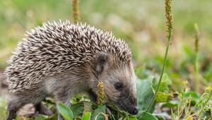 Ein Igel im Gras