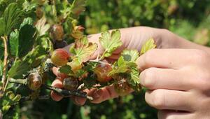 Stachelbeeren vermehren