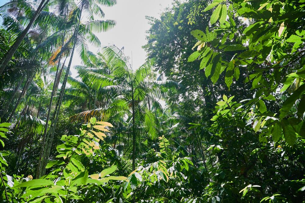 Regenwald in Brasilien