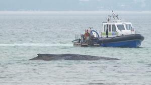 Gescheiterte Rettung – Hoffnung auf Befreiung für Wal bleibt