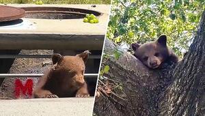 Doppeltes Missgeschick: Bärenkinder stecken auf Baum und im Gully fest