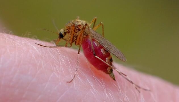 Darum stechen Mücken manche Menschen öfter als andere