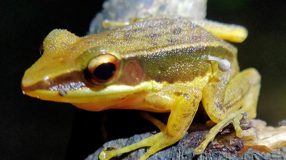 Pilz-Fruchtkörper wächst auf lebendem Frosch