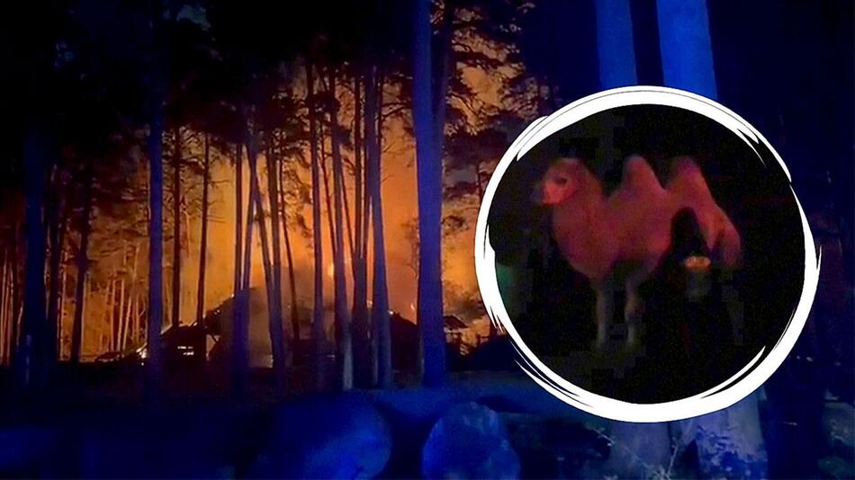Feuer in Gehege ausgebrochen: Mehr als zehn Tiere sterben in russischem Zoo