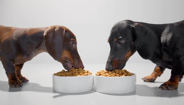 Warum manche Hunde kein Sättigungsgefühl kennen