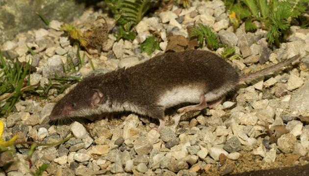 Das Virus wird vorwiegend von der Feldspitzmaus übertragen. 