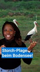 Storch-Plage beim Bodensee