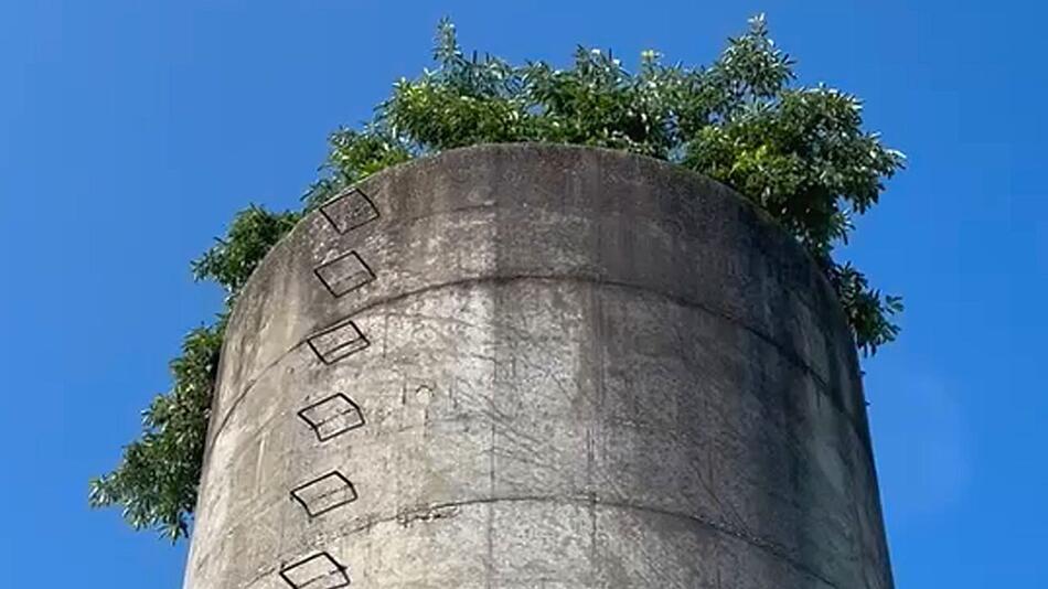 In Silo über sich hinausgewachsen: Baum beweist unglaublichen Überlebenswillen