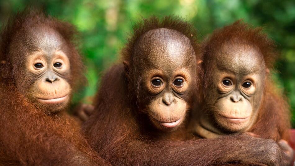 Orang-Utans auf Borneo