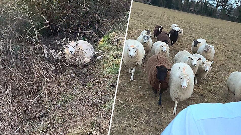 Mann rettet Schafe aus Gestrüpp – und hat plötzlich eine eigene Herde