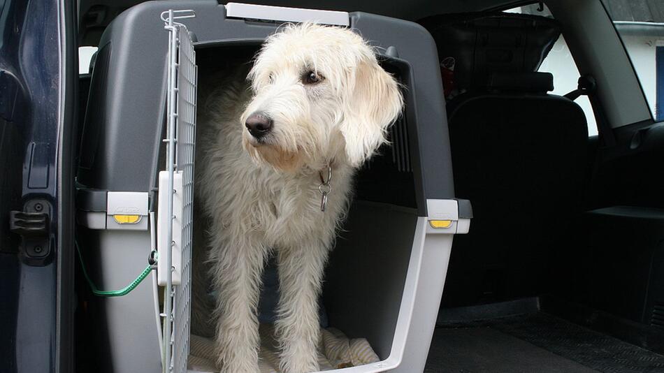 Hund im Auto transportieren: Im Laderaum oder mit Transportbox