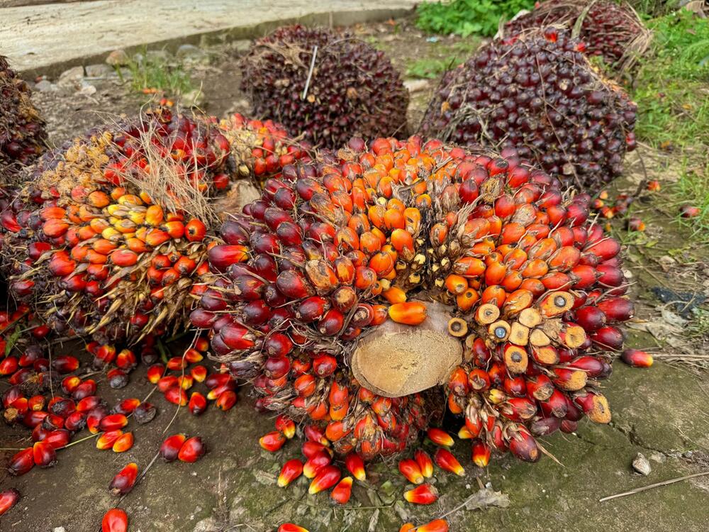 Palmöl