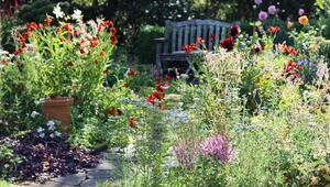 "No Lawn"-Gartentrend