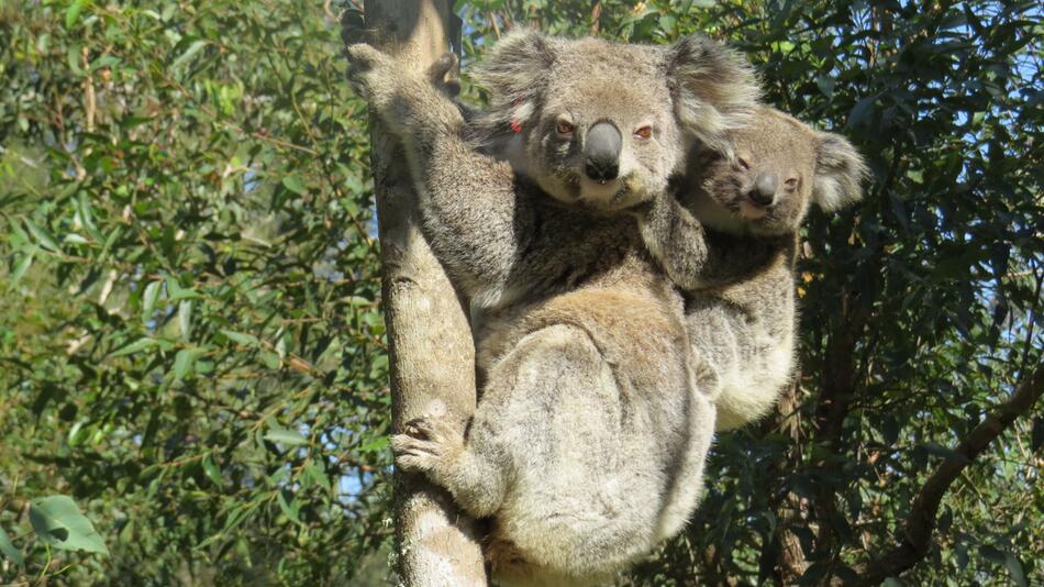 Vor Bränden geretteter Koala Ember wird wieder Mutter