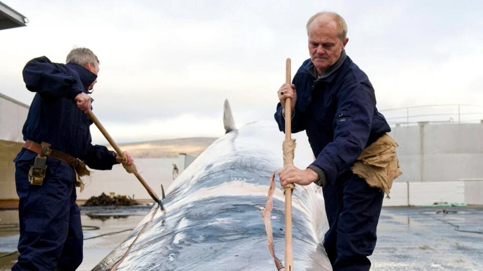 Zwei Männer bearbeiten einen Wal nachdem er gejagt wurde.