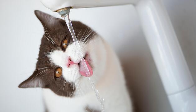 Katze trinkt