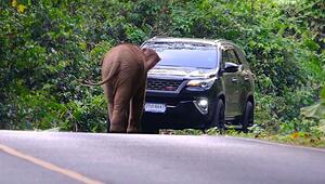Straße besetzt: Kleiner Elefant legt Verkehr in Thailand lahm