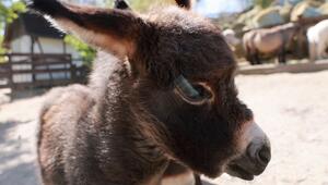 Eltern nur 80 Zentimeter groß: Eselfohlen im "Zoo der Minis"