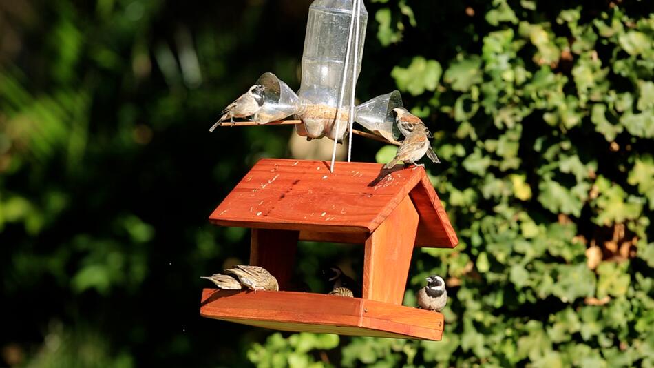 5 Sträucher, die Vögel in Ihren Garten locken