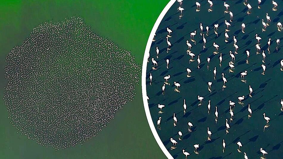 Künstlicher See wird zur Heimat für Flamingos