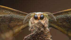 Close-up, Photographer of the Year, Nahaufnahme, Fotowettbewerb, Natur