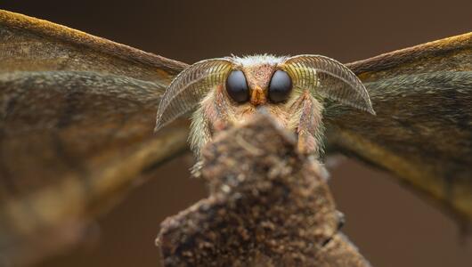 Close-up, Photographer of the Year, Nahaufnahme, Fotowettbewerb, Natur