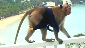 Tierische Modenschau: Freche Affenbande stürmt Hotelbalkon in Vietnam