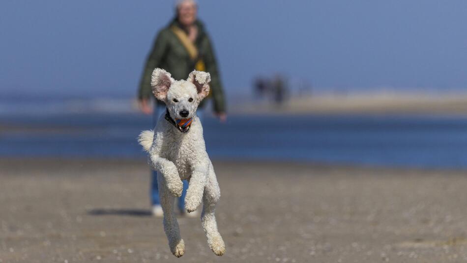 Glücklicher Hund