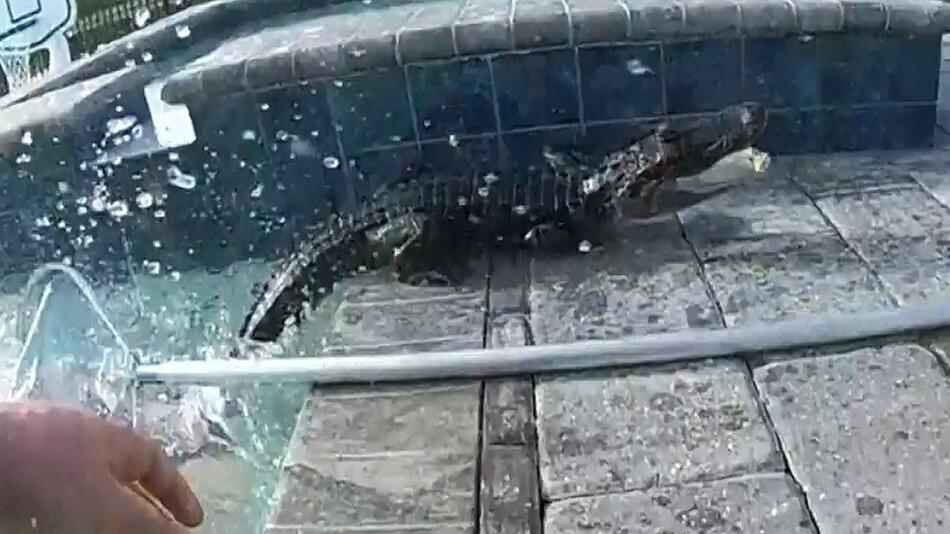 Mit bloßen Händen: Polizist fischt wütenden Alligator aus Pool