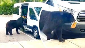 Familie will Wagen ausladen – hungriger Bär stibitzt Schweinekrusten