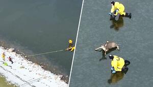 Drohne filmt Rettung: Feuerwehrmänner ziehen Hirsch von zugefrorenem See