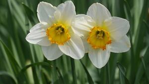 Vorsicht, Frühblüher! Diese Frühlingsboten sind nicht harmlos