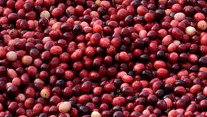 Cranberry-Ernte