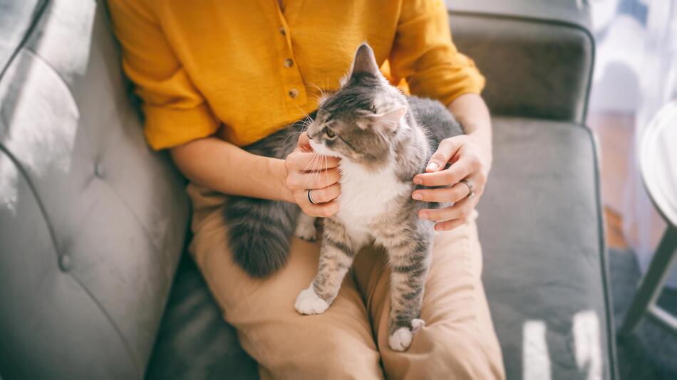 Eine Katze steht auf den Beinen einer Person