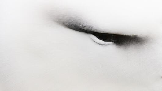 Nahaufnahme des Auges eines Albatrosses