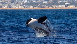 Seltene Orcas: Ein Dutzend Schwertwale sorgen für Show vor kalifornischer Küste